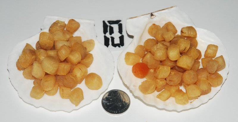 大连元贝，水产干货，干瑶柱，干贝，扇贝干，夏夷贝干，