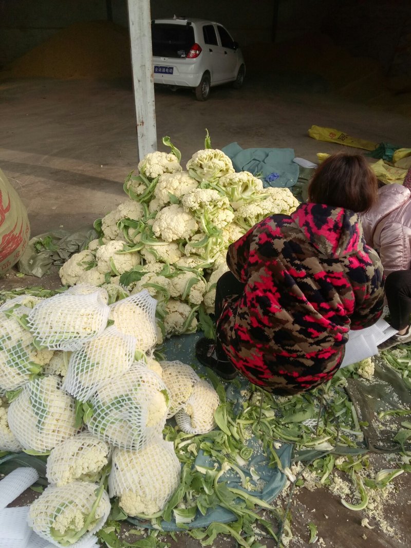 精品花菜，江苏青梗白面有机花菜，个大质美，量大从优