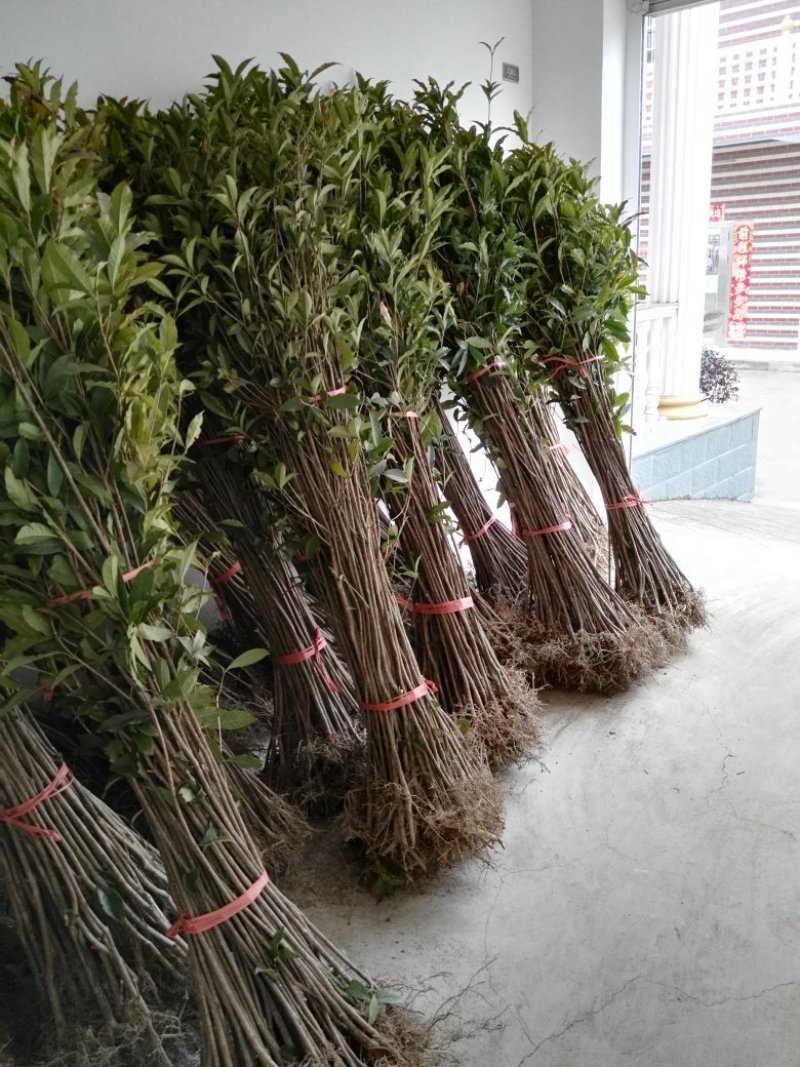 桂花树苗，品质好，成活率高，价格低，量大价格优惠。