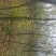 2米高国槐小苗