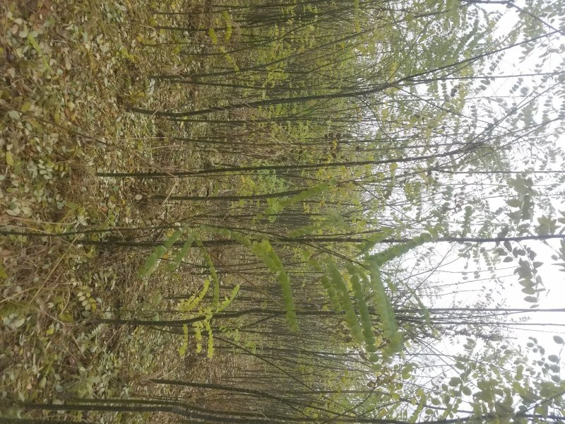 2米高国槐小苗