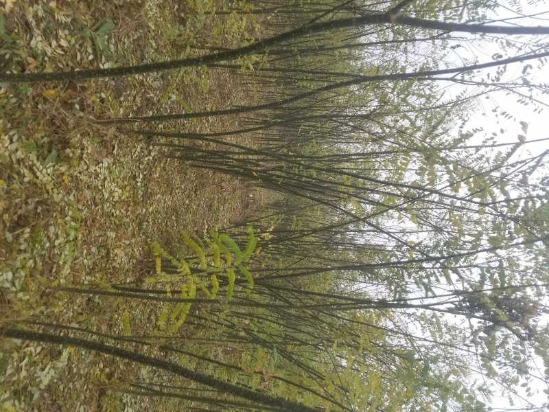2米高国槐小苗