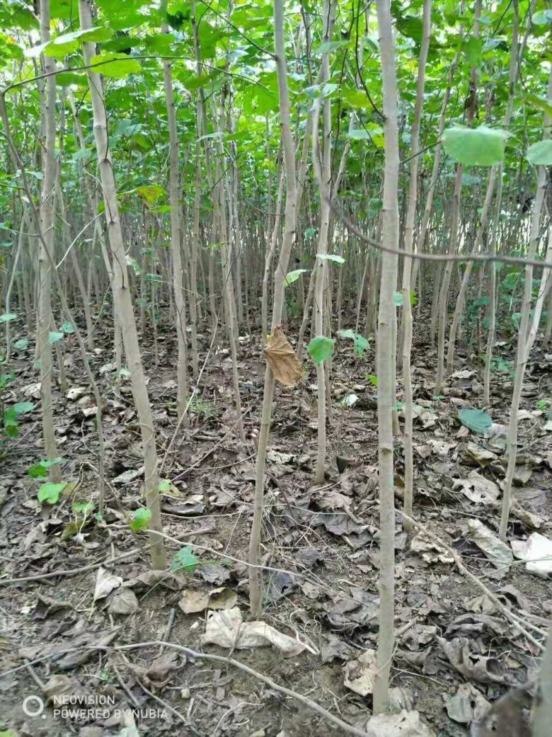 巨紫荆小苗
