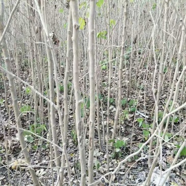 巨紫荆小苗
