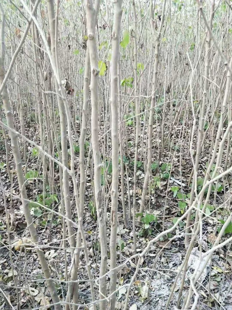 巨紫荆小苗