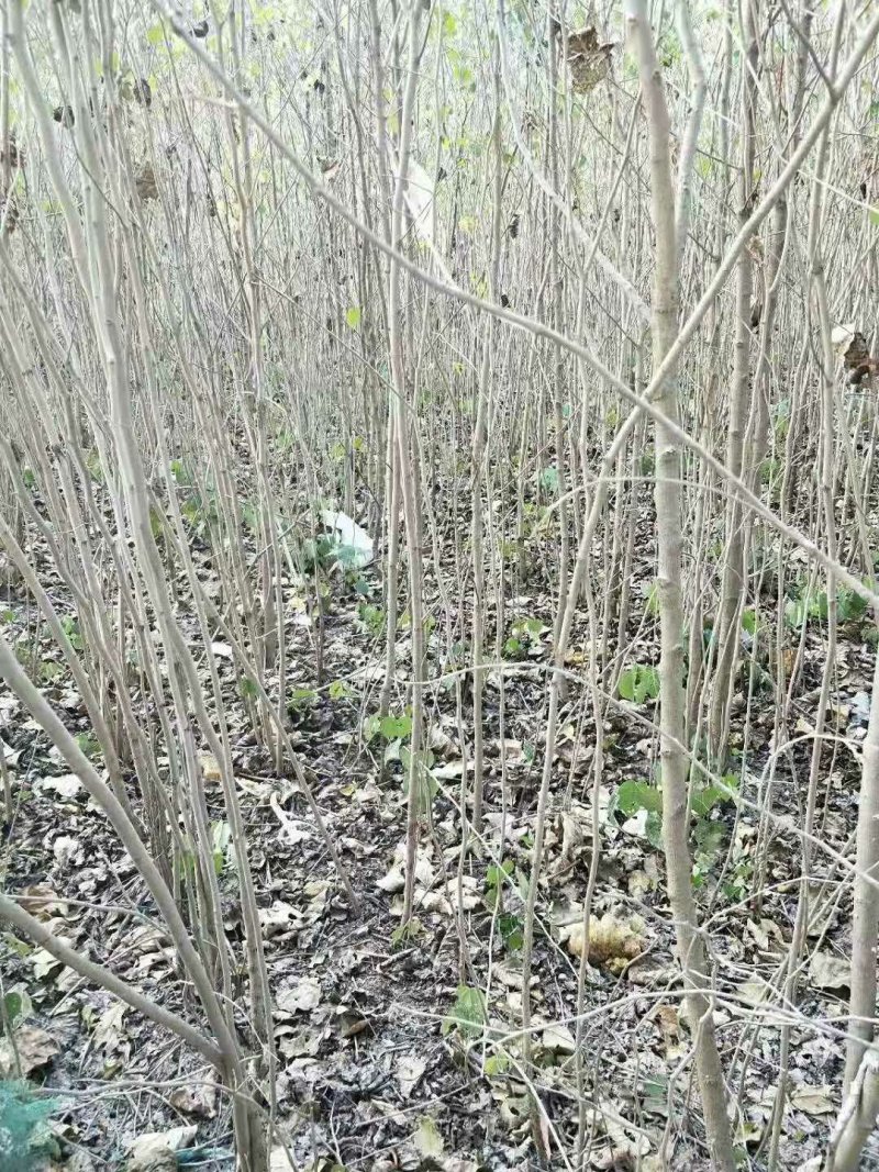 巨紫荆小苗