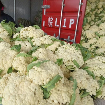 有机花菜，徐州青梗白面散花菜大量上市，质量优美，发货快