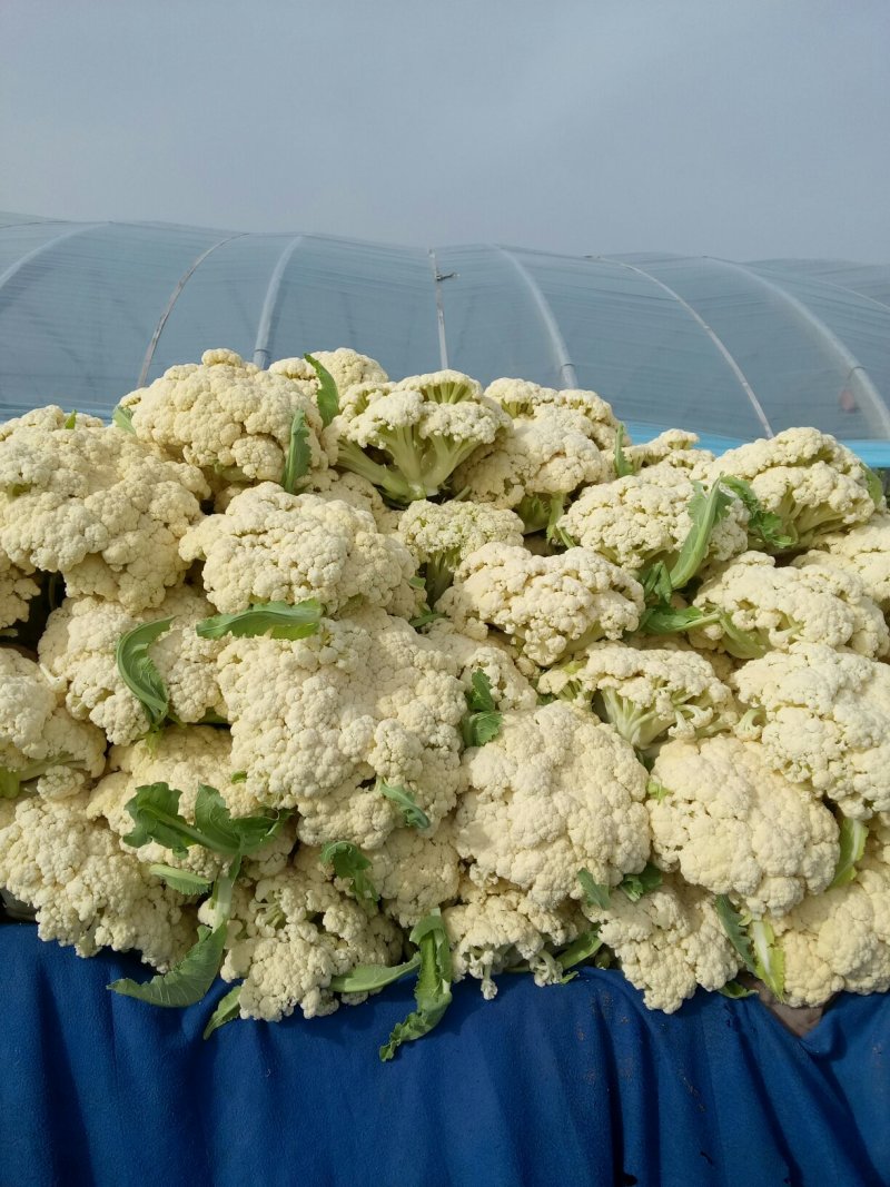 有机花菜，徐州青梗白面散花菜大量上市，质量优美，发货快