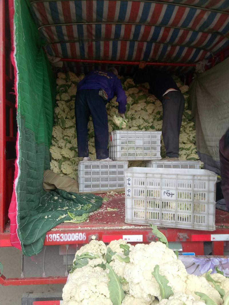 有机花菜，徐州青梗白面散花菜大量上市，质量优美，发货快