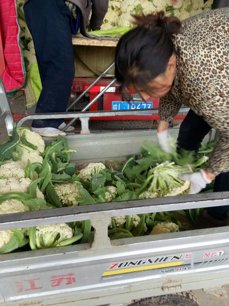 有机花菜，徐州青梗白面散花菜大量上市，质量优美，发货快