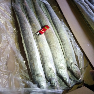 舟山带鱼鲳鱼黄花鱼常年大量对外批发各种规格齐全。