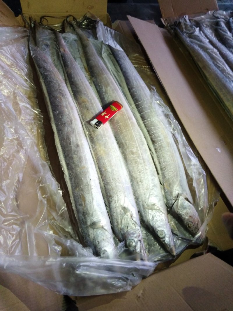舟山带鱼鲳鱼黄花鱼常年大量对外批发各种规格齐全。