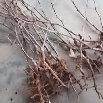 新品种冬枣树苗陕秦荔820，省工，果型好，甜度高