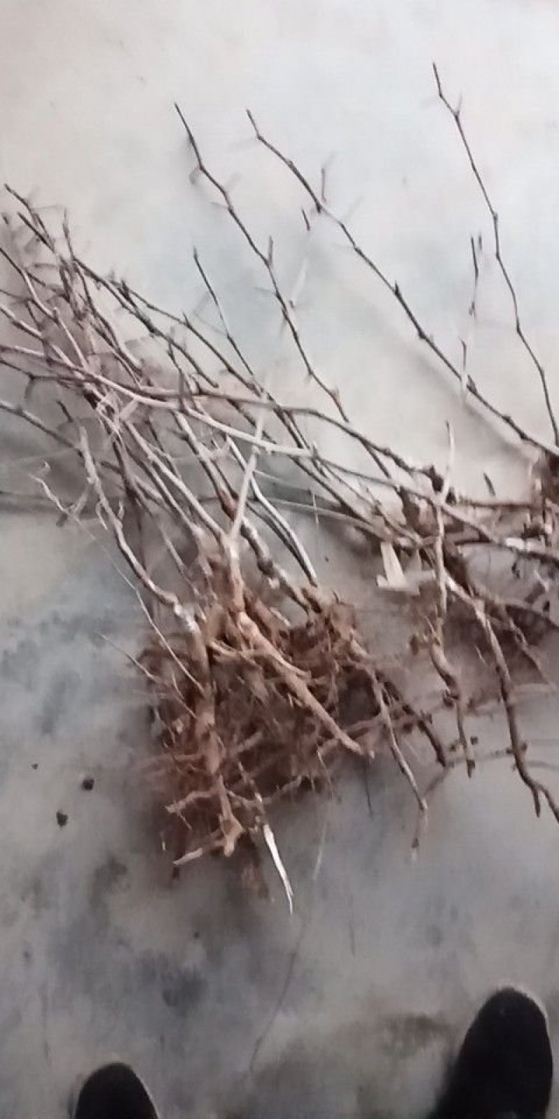 新品种冬枣树苗陕秦荔820，省工，果型好，甜度高