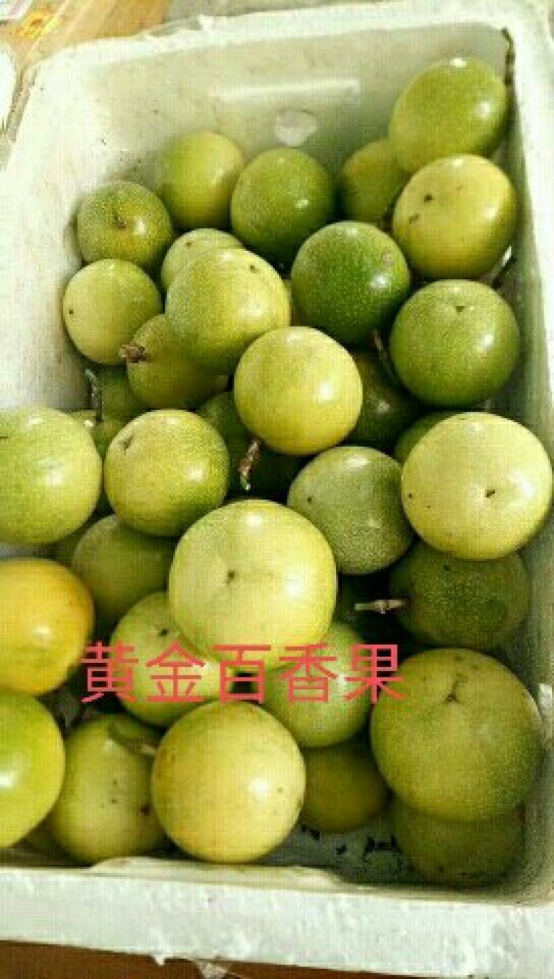 售紫香，满天星，台农，黄金百香果苗，量大从优