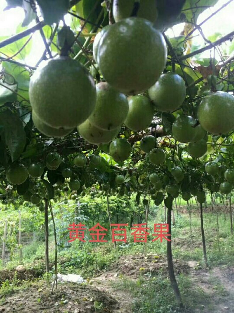 售紫香，满天星，台农，黄金百香果苗，量大从优