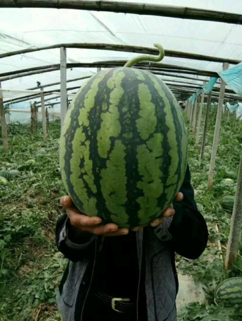 《饱多收》小麦大豆瓜果蔬菜花生