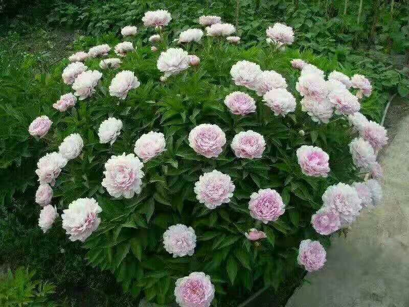 观赏牡丹