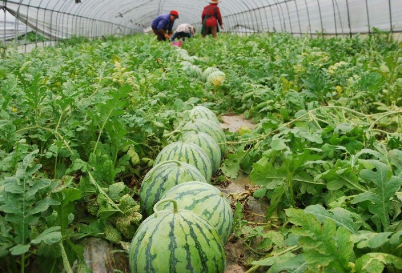 《饱多收》小麦大豆瓜果蔬菜花生