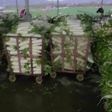 花叶厚皮白罗卜