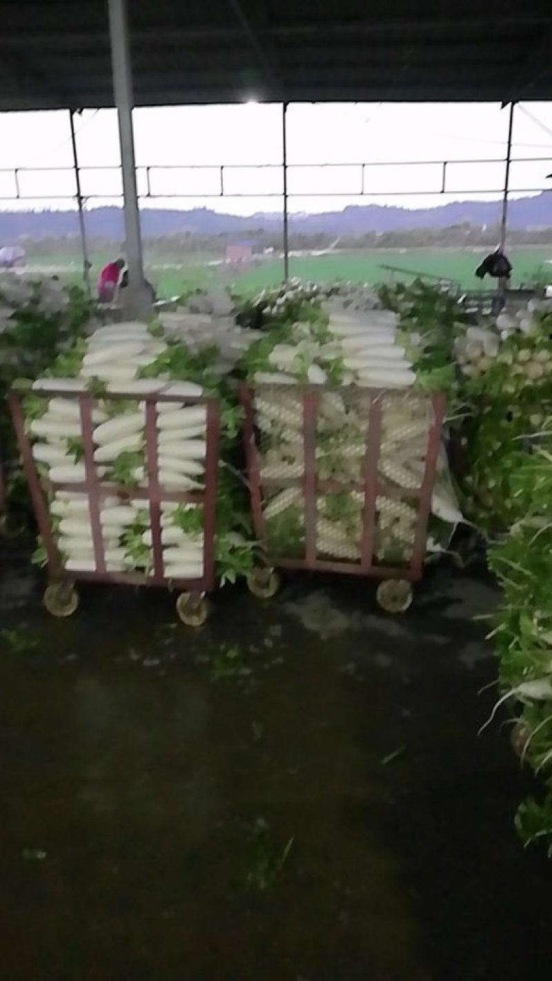 花叶厚皮白罗卜
