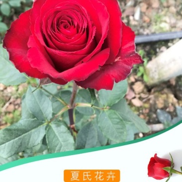 玫瑰花苗