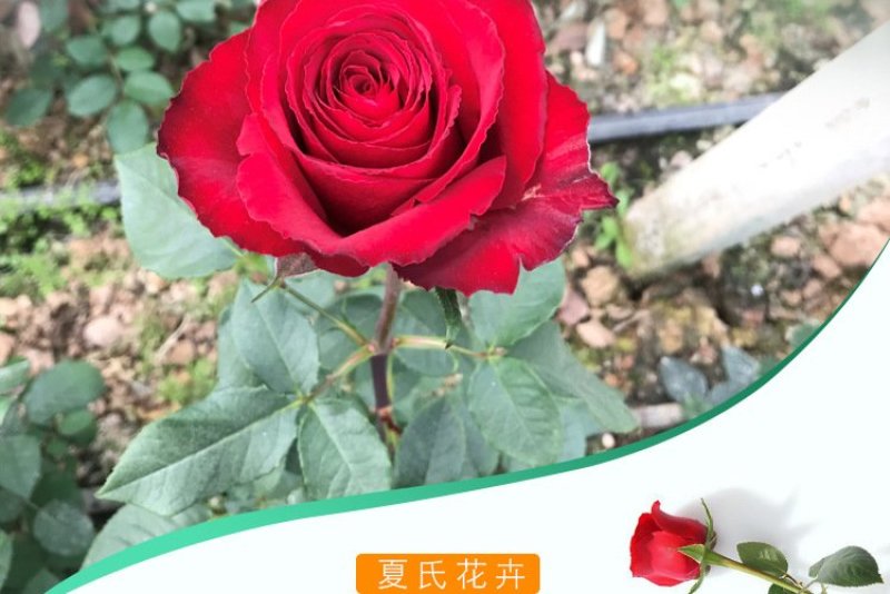 玫瑰花苗