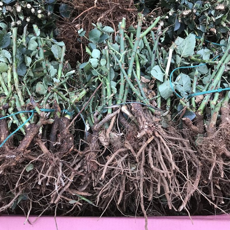 玫瑰花苗