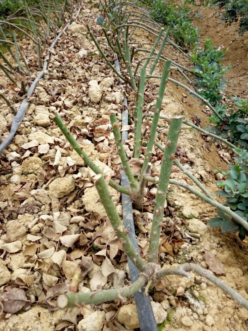 玫瑰花苗