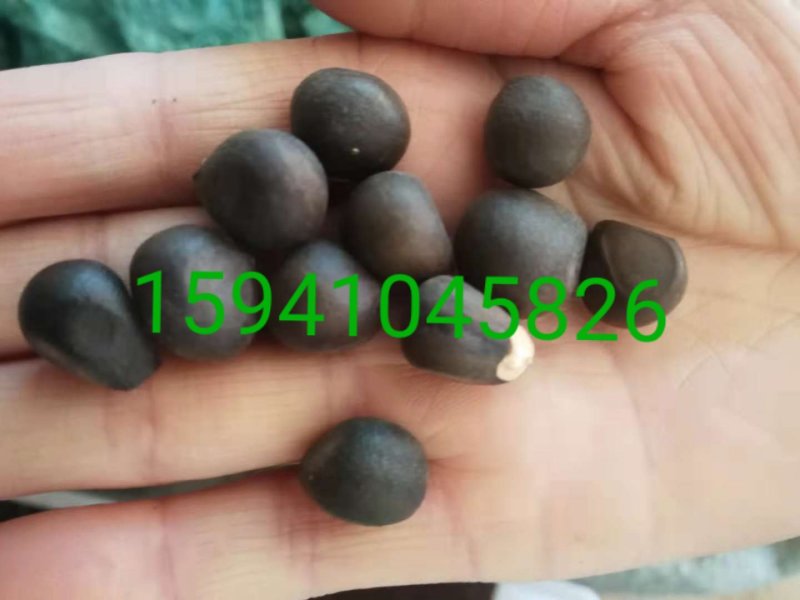 榆叶梅种子小桃红种子处理完好欢迎前来实地看种选购