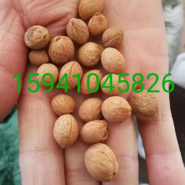 榆叶梅种子小桃红种子处理完好欢迎前来实地看种选购