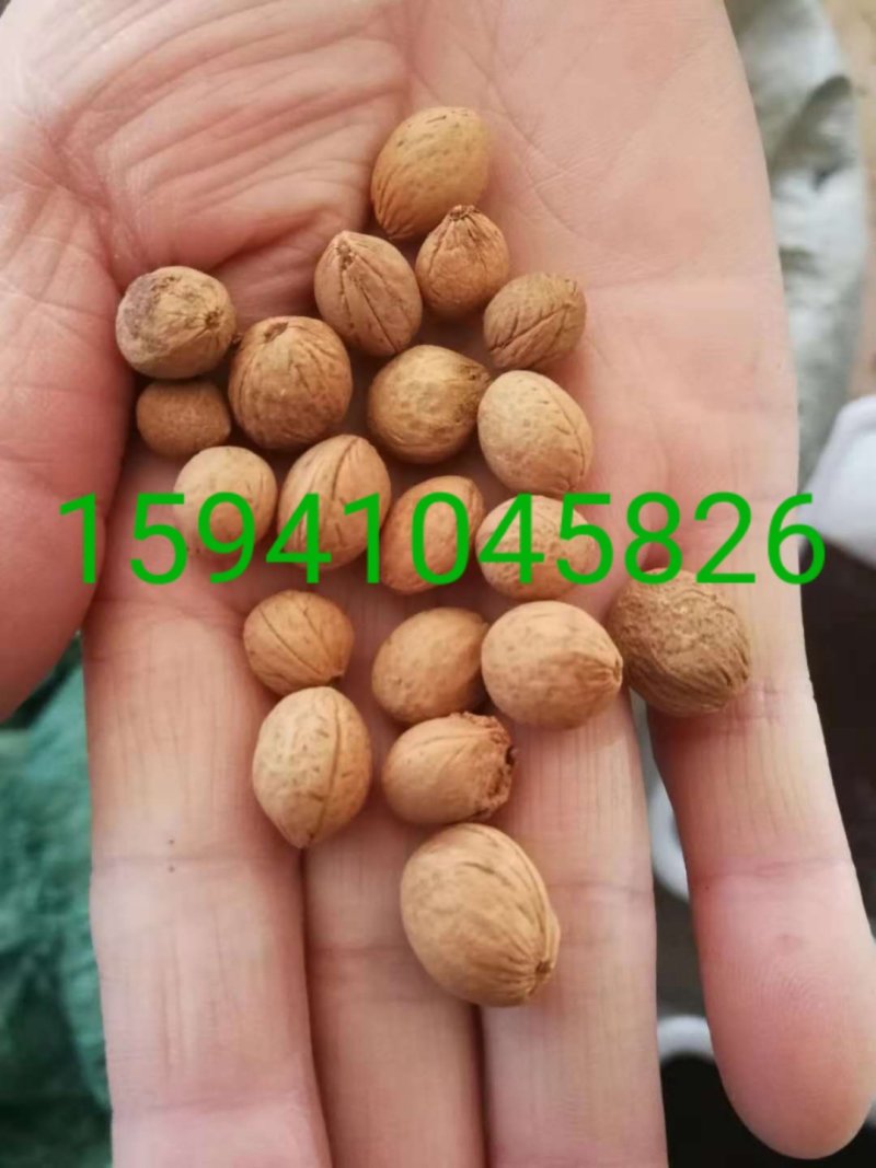 榆叶梅种子小桃红种子处理完好欢迎前来实地看种选购