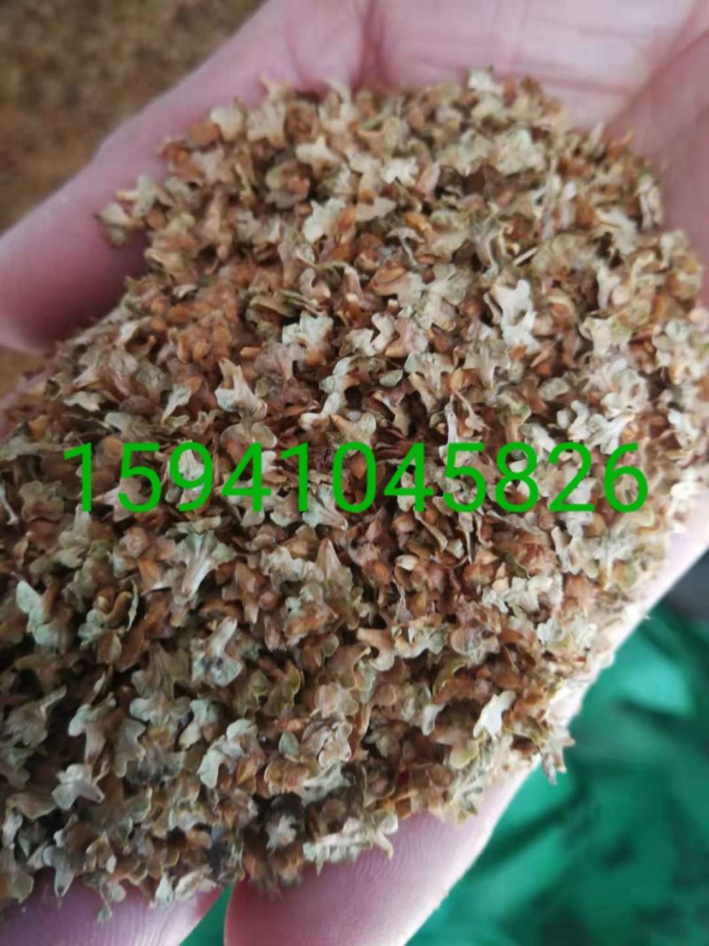 榆叶梅种子小桃红种子处理完好欢迎前来实地看种选购