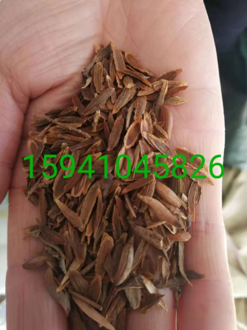 榆叶梅种子小桃红种子处理完好欢迎前来实地看种选购