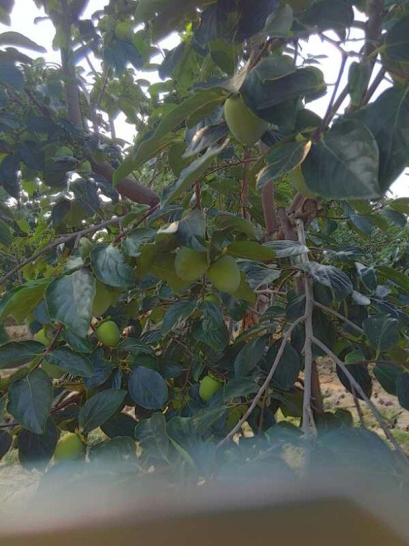 富平柿饼[强][强][强]营养丰富1.用途广泛，还有食