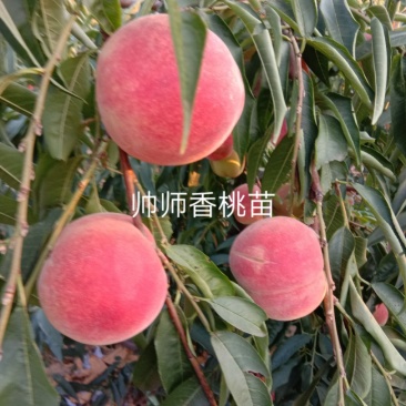 帅师香桃苗，，，，，，，，，，，，，，，，，