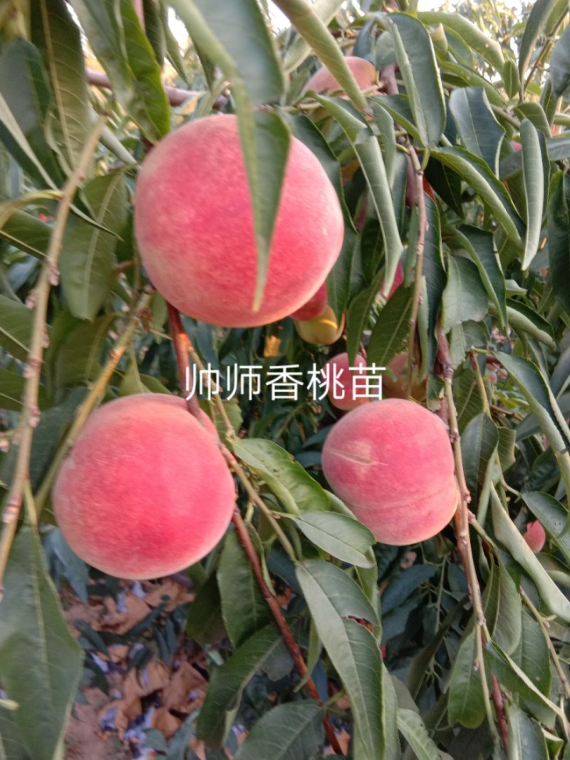 帅师香桃苗，，，，，，，，，，，，，，，，，
