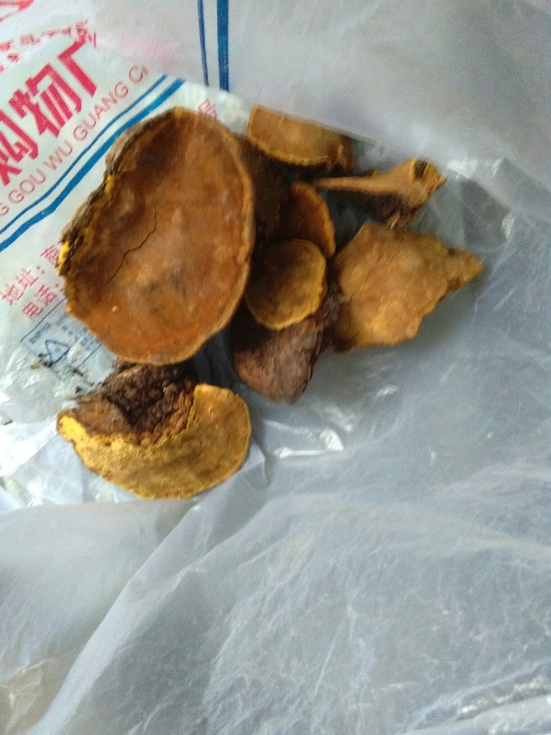 桑黄桑黄菌——野生桑树桑黄