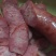 专业生产腊肠肉灌肠江门腊肠台湾烤肠蒜蓉烤肠