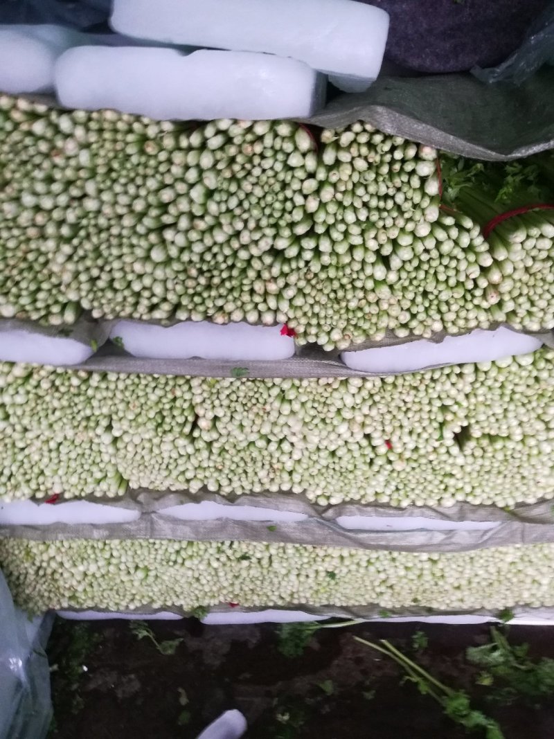 芹菜，小棵芹菜大量出售，地址安徽省砀山县。