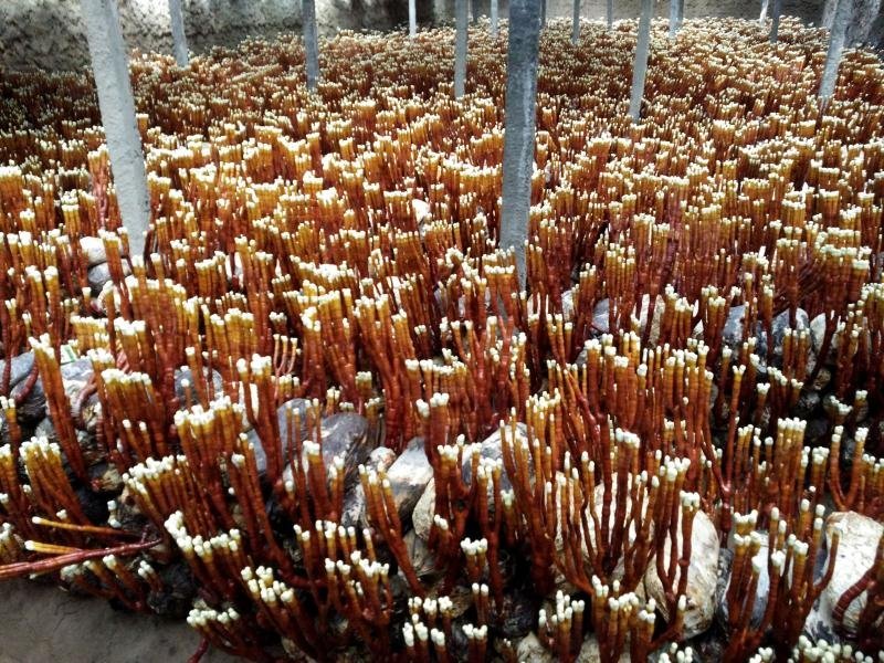 灵芝菌棒菌包灵芝栽培包山东灵芝种植