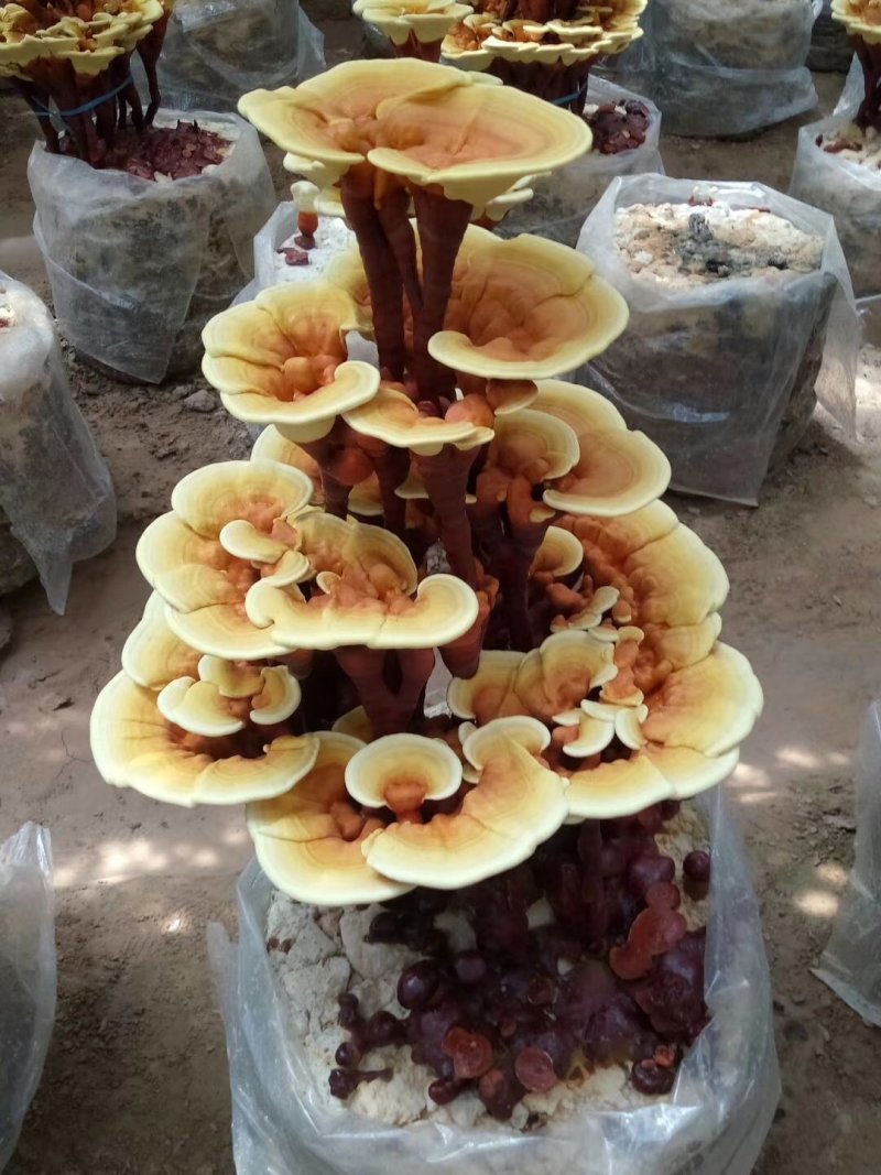 灵芝盆景菌包大型盆景灵芝菌棒冠县灵芝种植基地