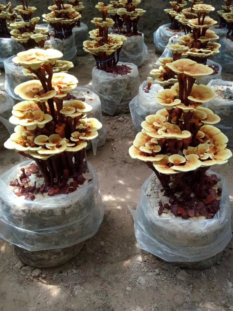 灵芝盆景菌包大型盆景灵芝菌棒冠县灵芝种植基地