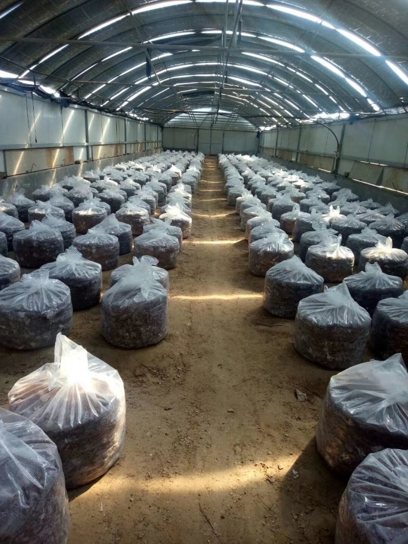 灵芝盆景菌包大型盆景灵芝菌棒冠县灵芝种植基地