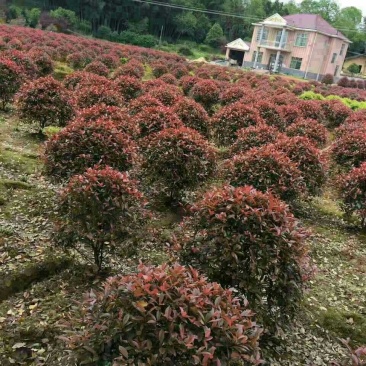 出售红叶石楠球100--200公分冠幅，树形优美。