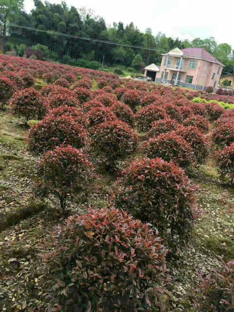 出售红叶石楠球100--200公分冠幅，树形优美。
