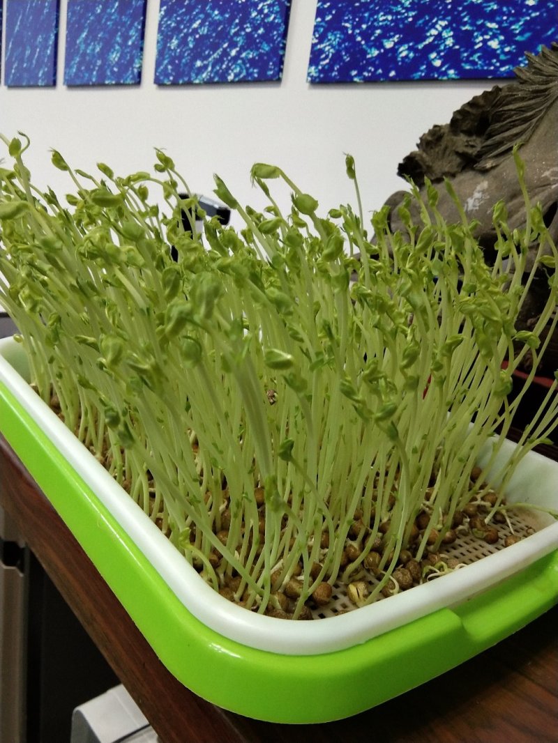 枫豆枫叶豆麻豌豆鸽粮酿酒芽苗专用