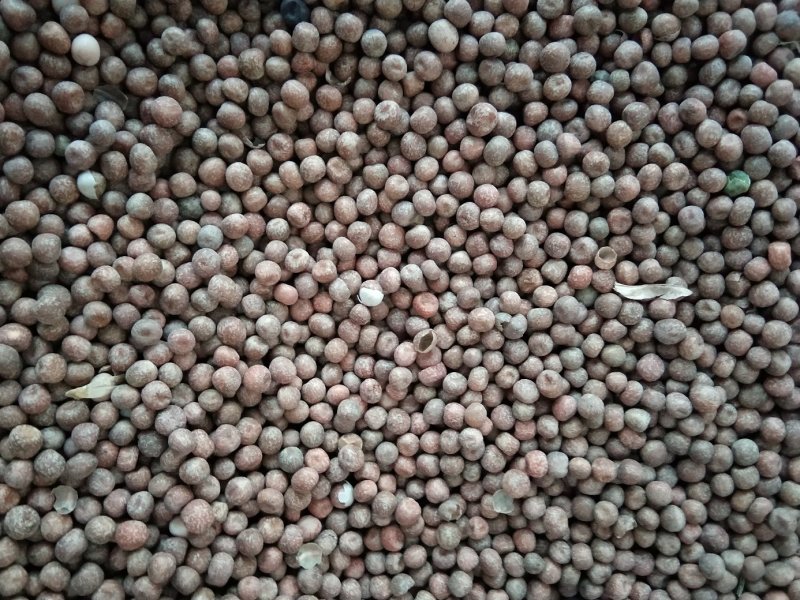 枫豆枫叶豆麻豌豆鸽粮酿酒芽苗专用