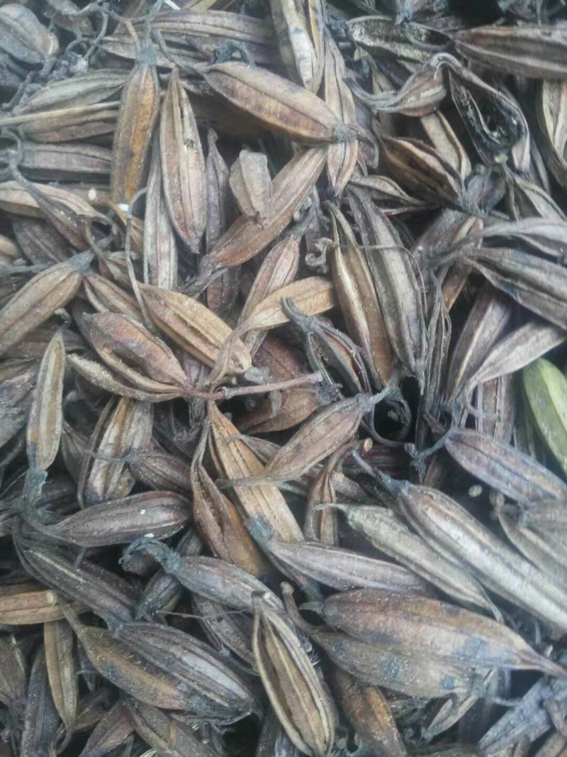 白芨种子。