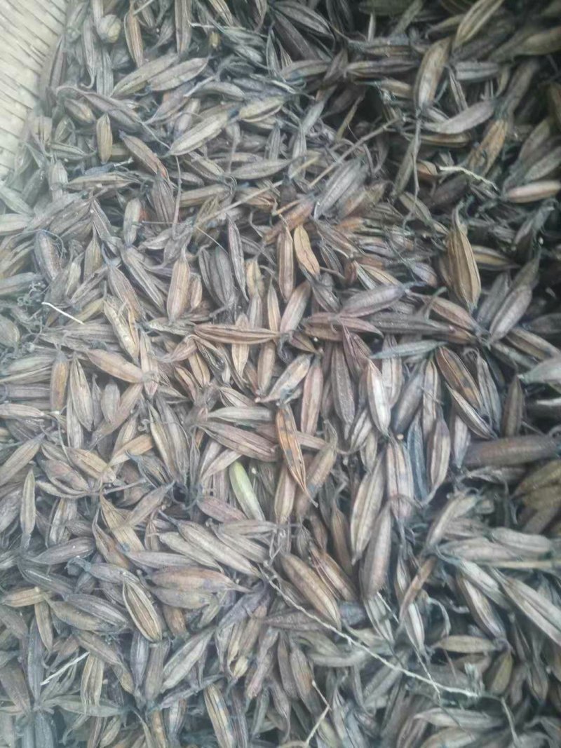 白芨种子。